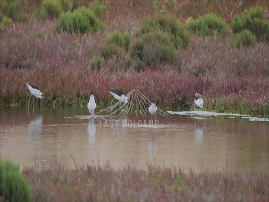 Pied Stilt - many birds feeding in shallow water 4K