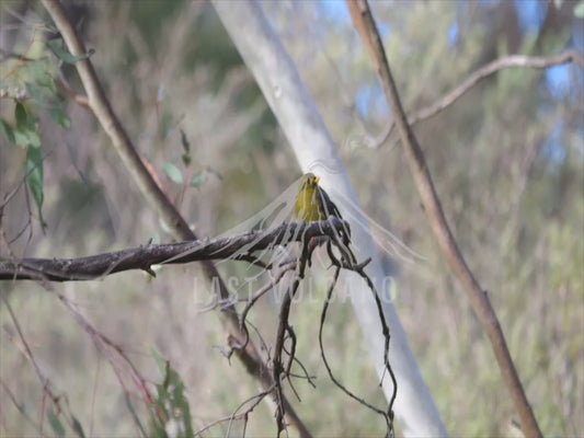 Bell Miner - Single bird 4K