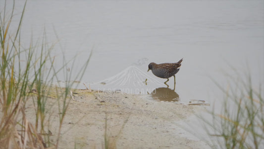 Australian crake - wading and eating 4K