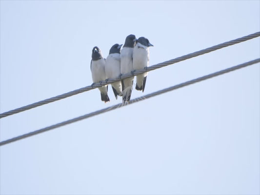 White-breasted woodswallow - 5 birds perched on a power line - Australian Wildlife Stock Video 4K