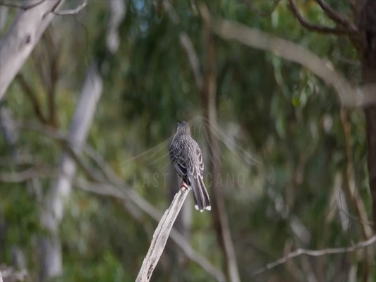 Red Wattlebird - 4K