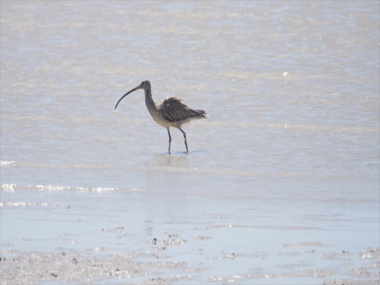 Far Eastern curlew - beach sequence 4K Australian Wildlife Stock Video