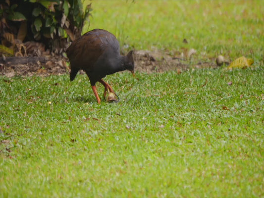 Orange-footed scrubfowl - foraging sequence 4K Australian Wildlife Stock Video