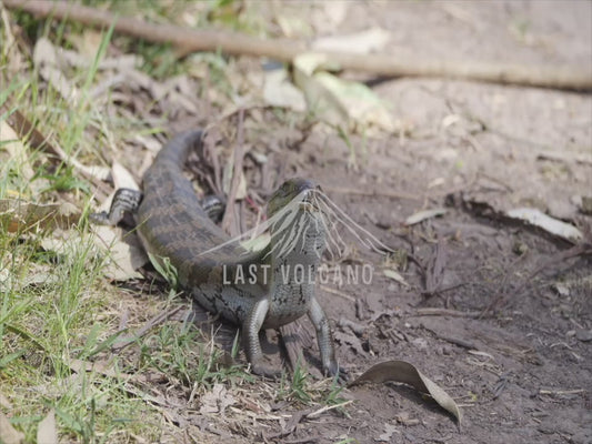 Blue-tongued lizard - sequence 4K Australian Wildlife Stock Video