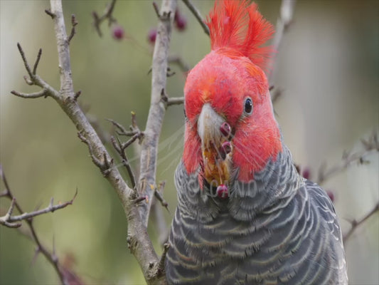 Gang-gang cockatoo - male bird up close sequence 4K