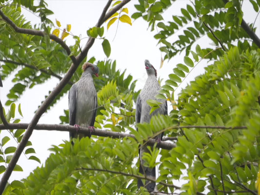 Topknot pigeon - two birds perched high up 4K Australian Wildlife Stock Video