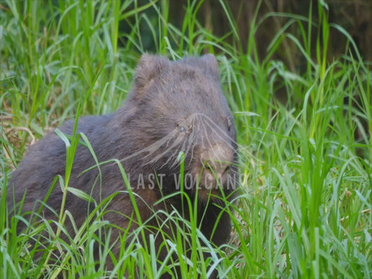 Common Wombat - close up in long grass 4K