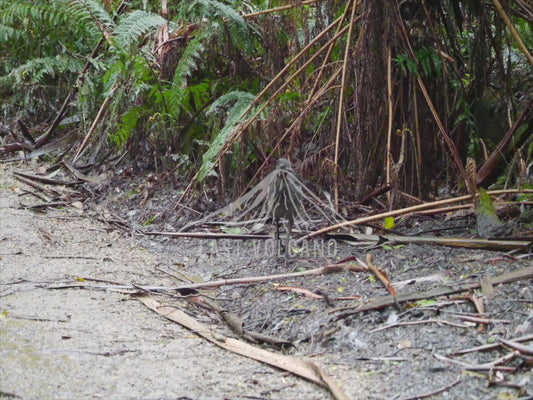 Superb Lyrebird - singing in the rain sequence 4K