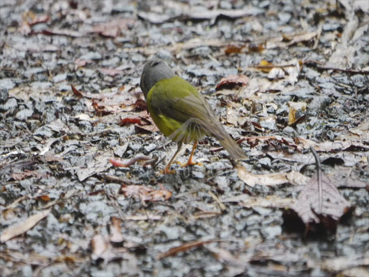 Pale-yellow robin - foraging sequence 4K Australian Wildlife Stock Video