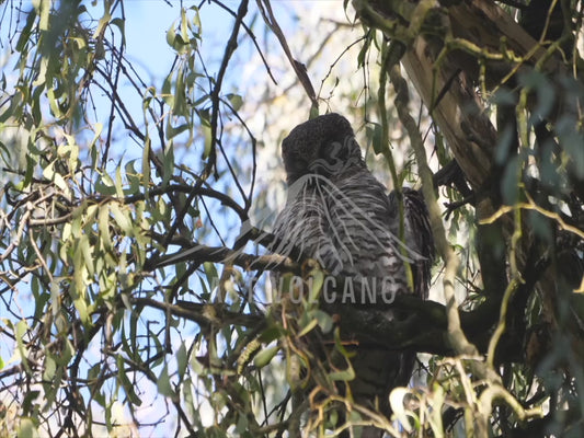 Powerful Owl - preening high in a tree 4K