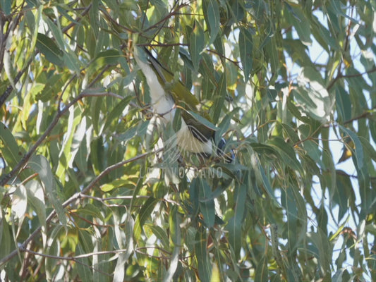 Blue-faced honeyeater - in treetops 4K