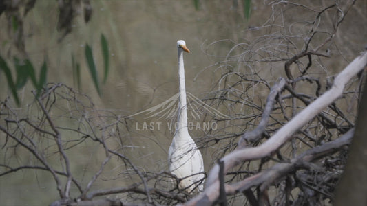 Great egret - striding through shallow waters 4K