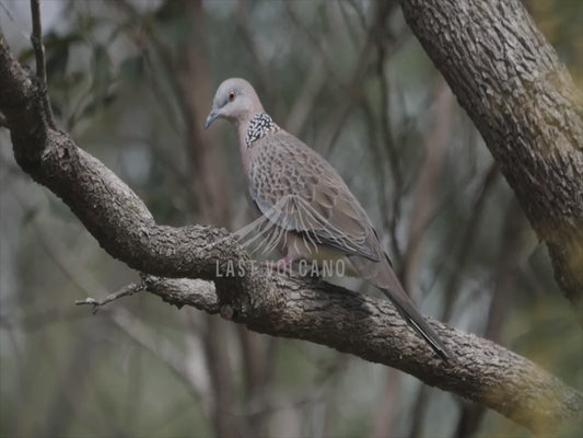 Spotted dove - Australian Wildlife Stock Video 4K