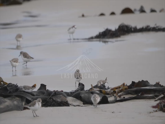 Sanderling - beach sequence 4K