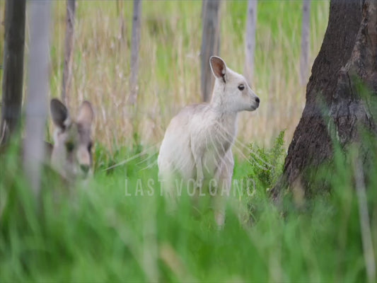 White Eastern Grey Kangaroo - eating grass in a paddock sequence 4K