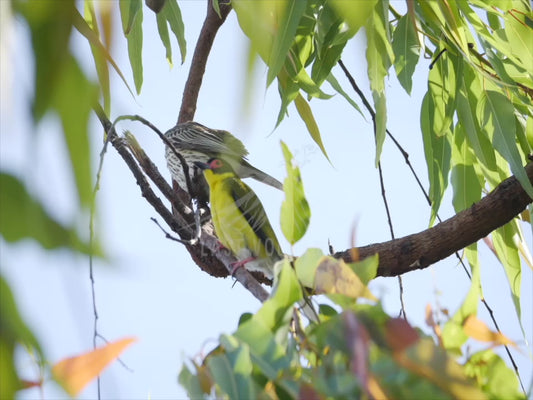 Australasian figbird - perched high 4K