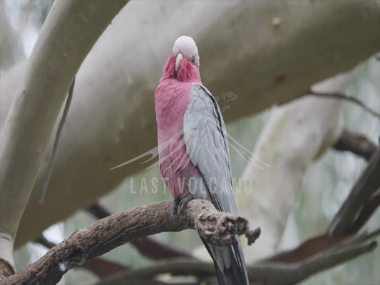 Galah and rainbow lorikeet - galahs being spooked by lorikeets 4K