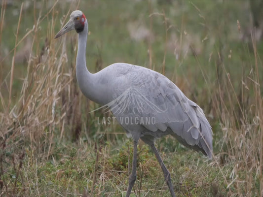 Brolga - stock video - sequence 1 - 4K