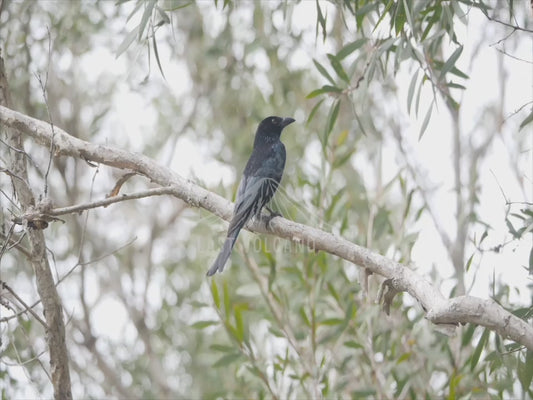 Spangled drongo - Australian wildlife stock video sequence 4K