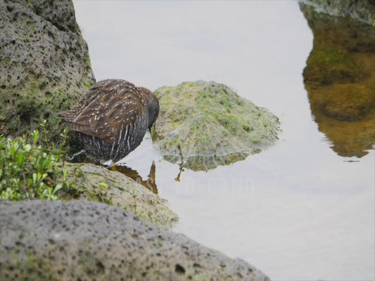 Australian crake - foraging in water 4K