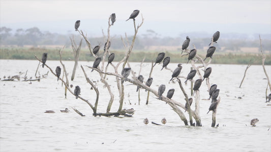 Great cormorant - dozens of birds in a tree 4K