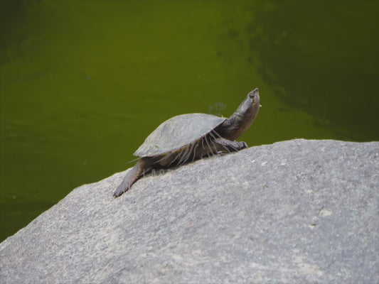 Saw-shelled turtle - basking 4K Australian Wildlife Stock Video