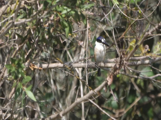 Forest kingfisher - sequence 4K