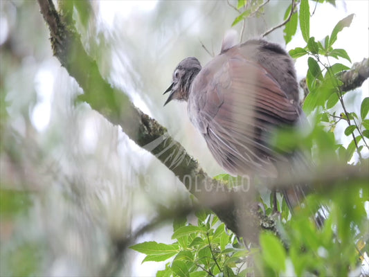 Lyrebird - up close and calling 4K