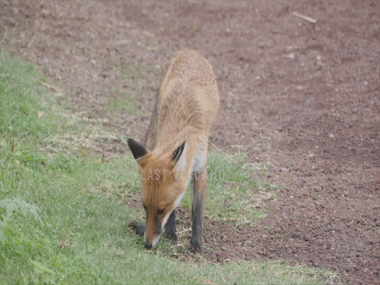 Red Fox - sequence 4K