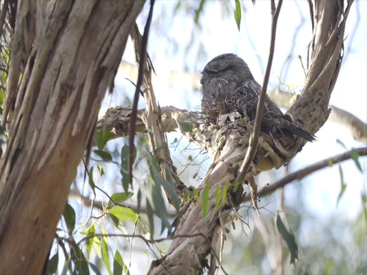 Tawny Frogmouth - sitting on a nest 4K Australian Wildlife Stock Video