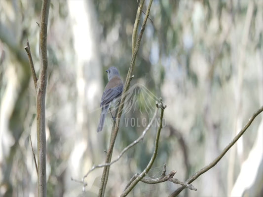 Grey shrikethrush - calling sequence - 4K