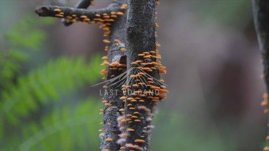 Fungi highlights 4K