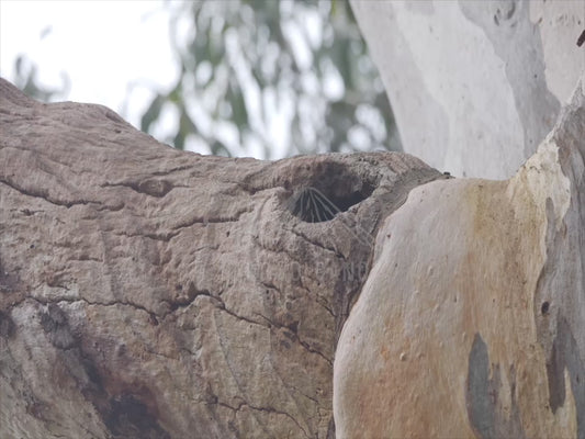 Rainbow lorikeet - emerging from a tree hollow 4K Australian Wildlife Stock Video