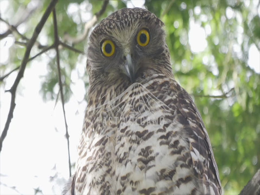 Powerful owl - two birds perched extended sequence 4K