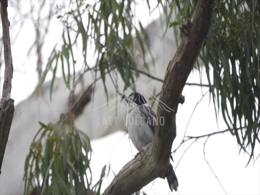 Grey butcherbird - perched 4K