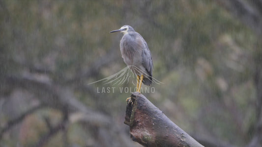 White-faced heron - sitting in the rain - Australian Wildlife Stock Video 4K