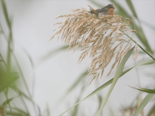 Welcome swallow - Australian Wildlife Stock Video 4K