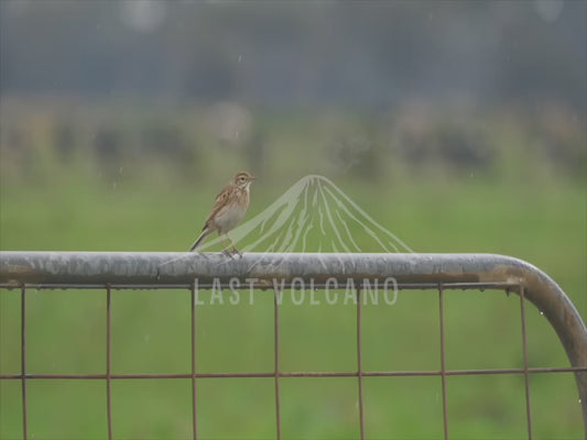 Eurasian skylark - perched on a gate in light rain 4K