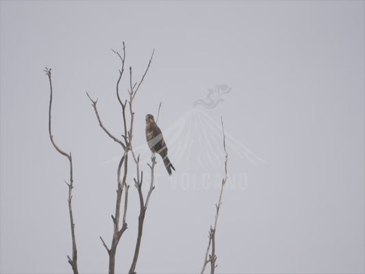 Brown falcon - one bird perched 4K