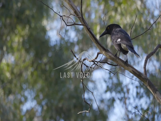 Pied currawong - perched 4K