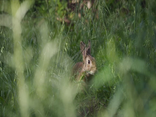 European rabbit 4K Australian Wildlife Stock Video