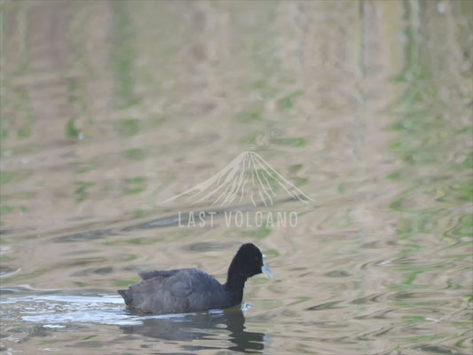 Eurasian coot - swimming sequence 4K Australian Wildlife Stock Video