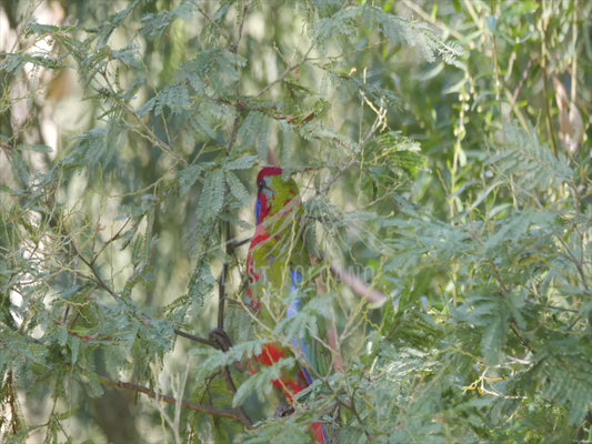 Crimson Rosella - immature bird 4K