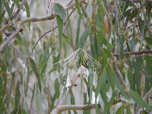 Spotted pardalote - nest building sequence 4K Australian Wildlife Stock Video