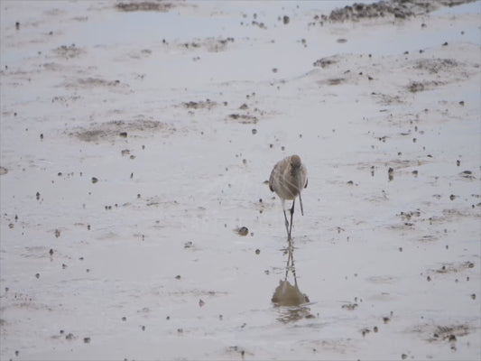 Bar-tailed godwit - sequence 4K Australian Wildlife Stock Video