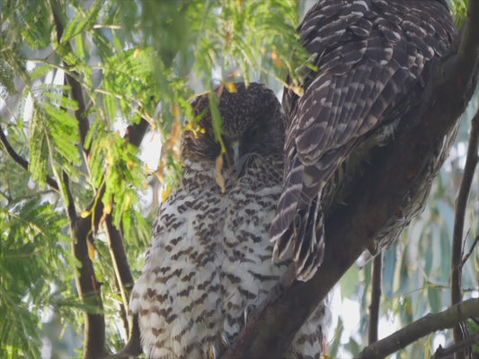 Powerful Owl - close up 4K Australian Wildlife Stock Video