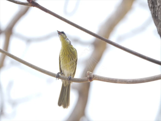 Varied Honeyeater - sequence 4K Australian Wildlife Stock Video