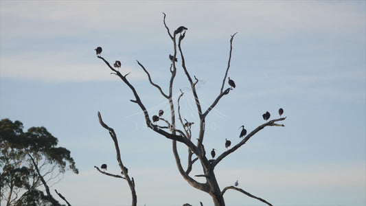 Flock of Australian white ibis in a tree - 4K