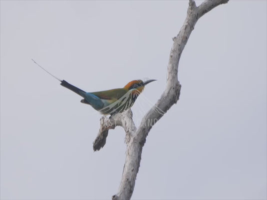 Rainbow bee-eater - perched in the wind 4K