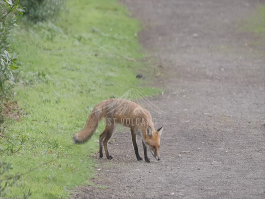 Red Fox - sequence 4K